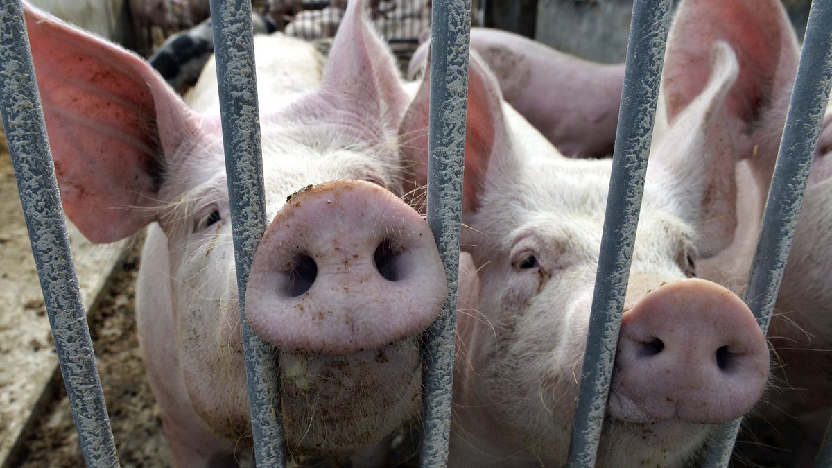 China probes EU pork products in prelude to retaliation for EV tariffs